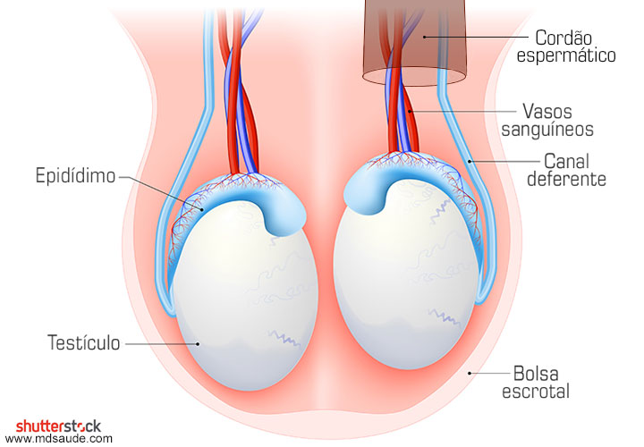 Anatomia dos testículos: testículos, epidídimo, canal deferente e cordão espermático.