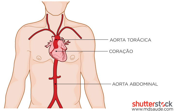 Artéria aorta