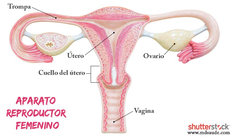 Aparato reproductor femenino