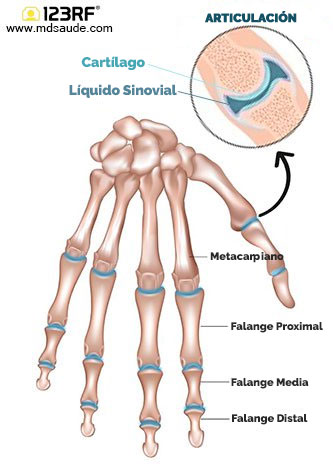 Articulaciones de la mano