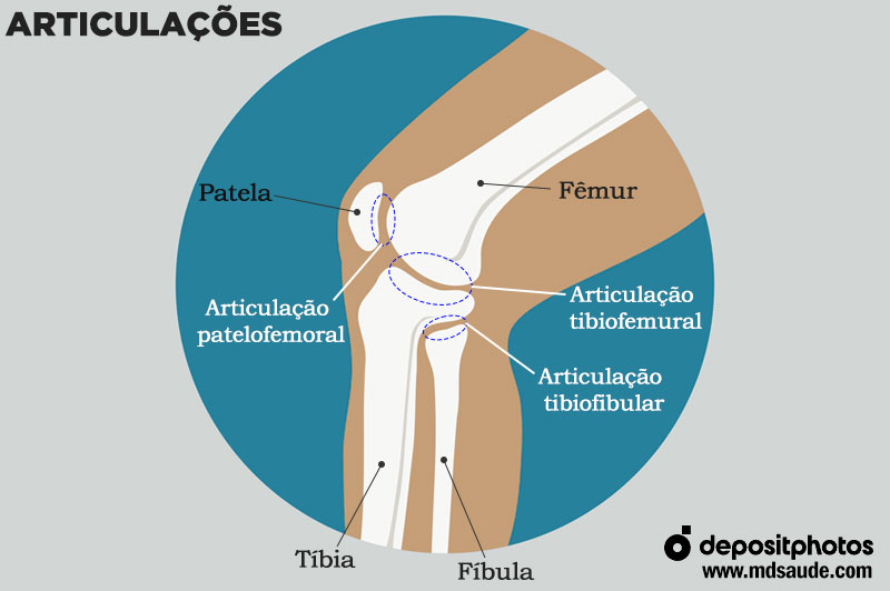 Articulações
