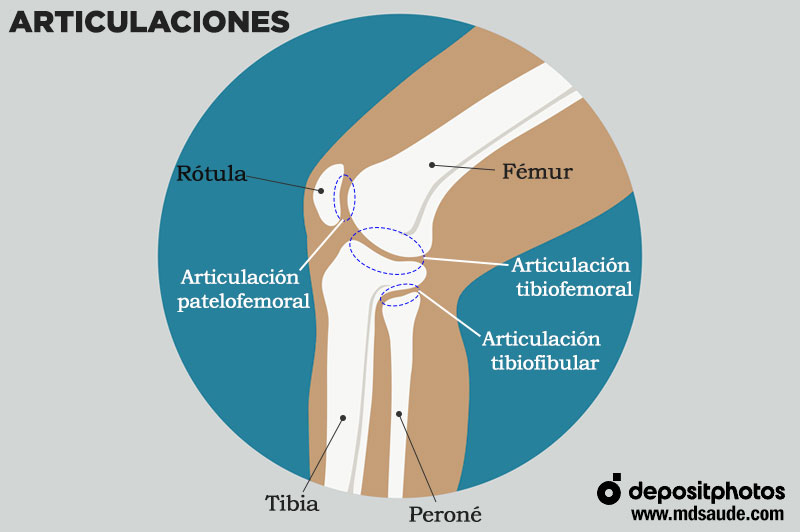 Articulación