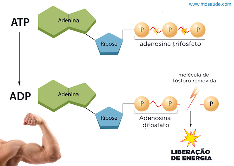 Transformação de ATP em ADP para geração de energia