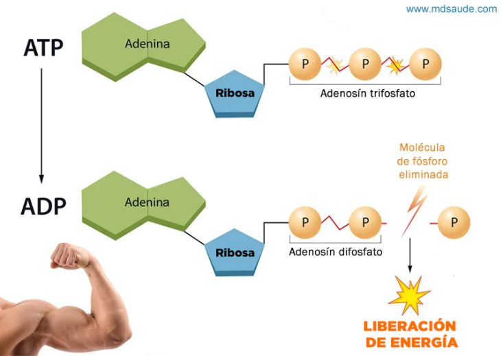 Transformación de ATP en ADP para la generación de energía
