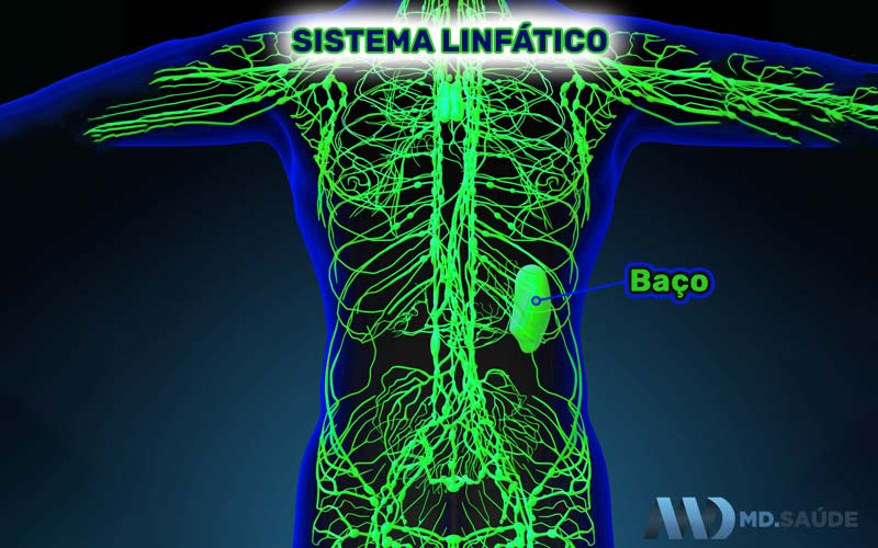 Sistema linfático e baço