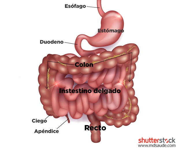 Anatomía del sistema digestivo