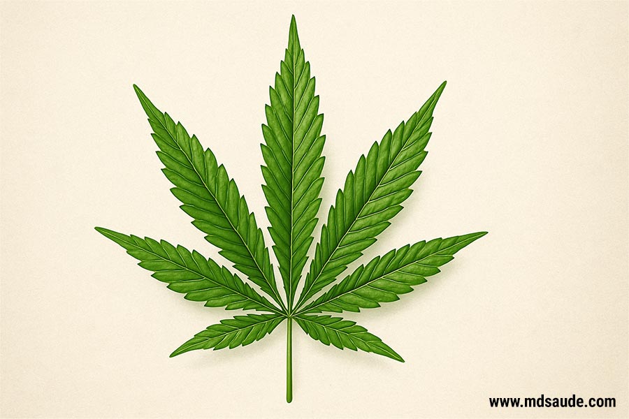 Ilustração botânica da folha de cannabis, com suas características serrilhadas e formato típico em leque, símbolo amplamente reconhecido da planta.