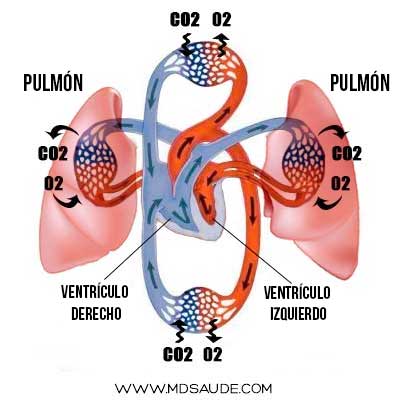 Circulación de la sangre por el cuerpo
