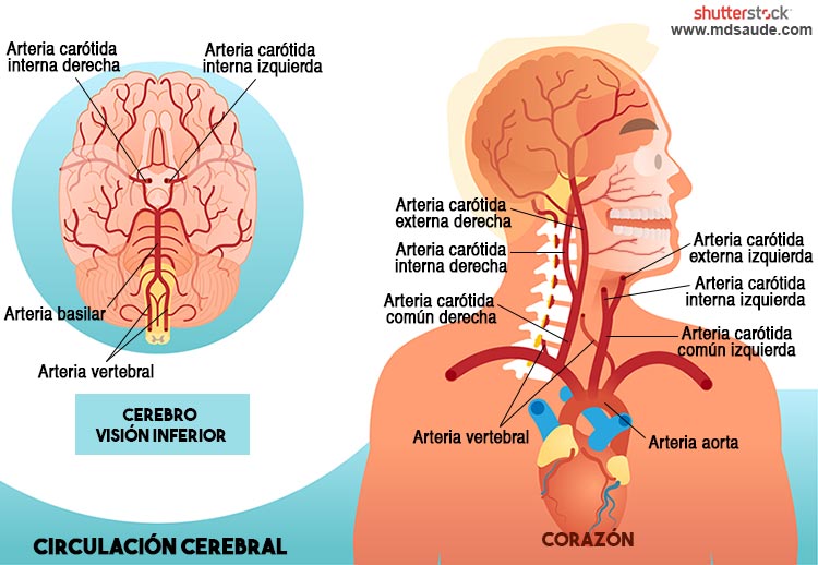 Circulación cerebral: sistemas carotídeos y vertebrobasilar.