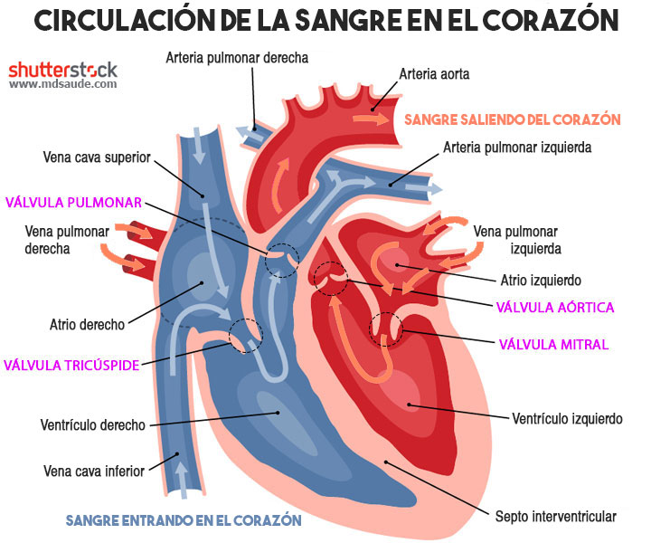 Anatomía del corazón: cómo circula la sangre y cómo se producen los soplos cardíacos