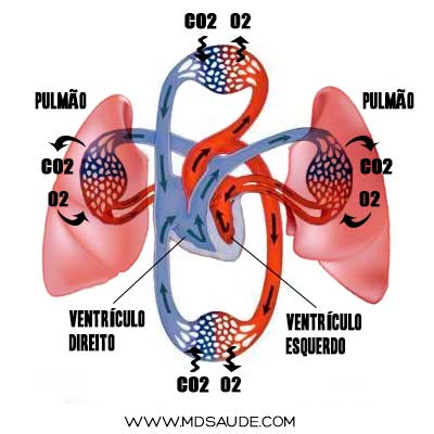 Circulação cardiopulmonar