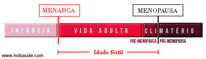 Fases do ciclo reprodutivo feminino