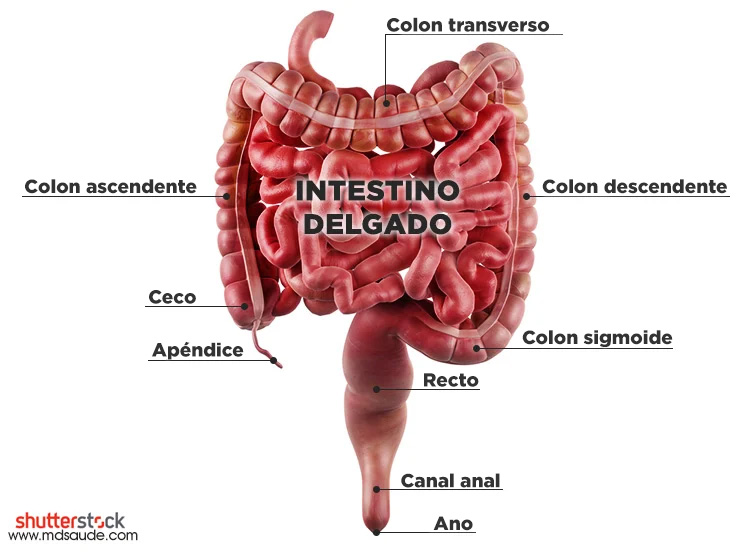 Anatomía de los intestinos