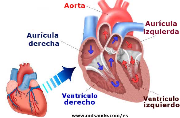 Câmaras cardíacas

