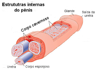  Anatomia do pênis