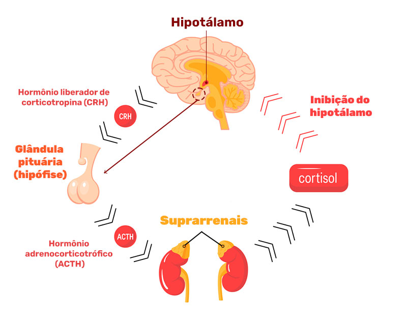 Produção do cortisol