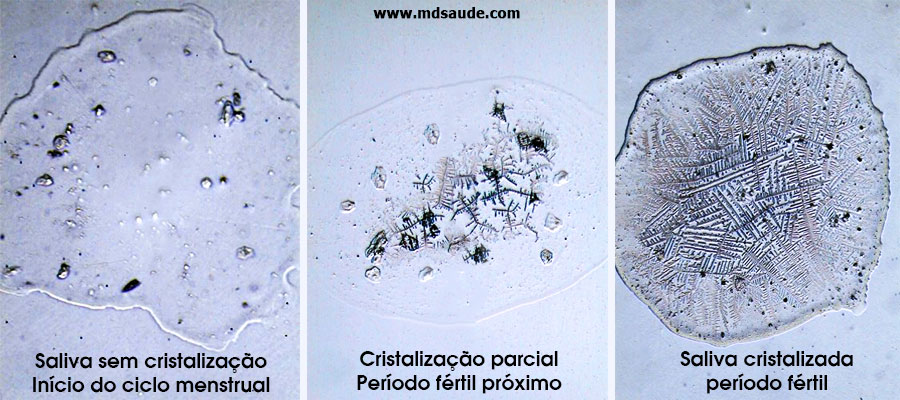 Ovulação - Cristalização da saliva