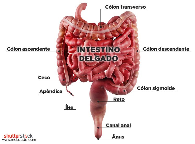 Anatomia dos intestinos