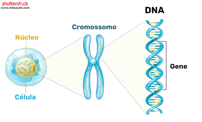 Cromossomos e genes
