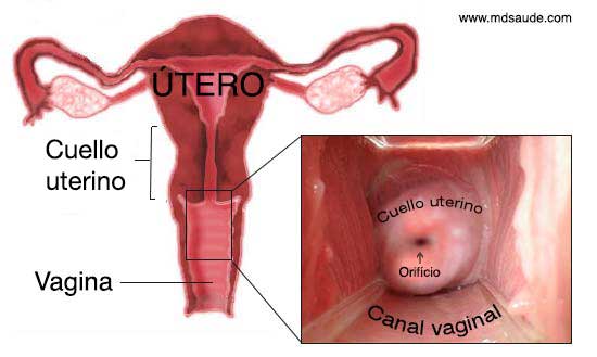 Cuello uterino