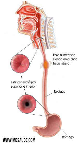Deglución