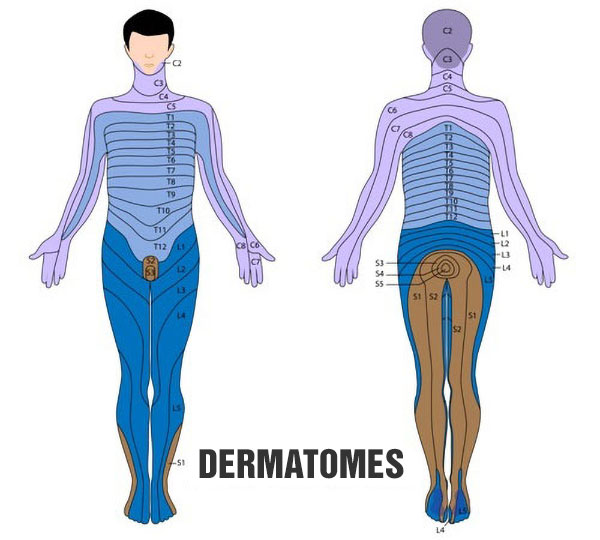 Dermatomes