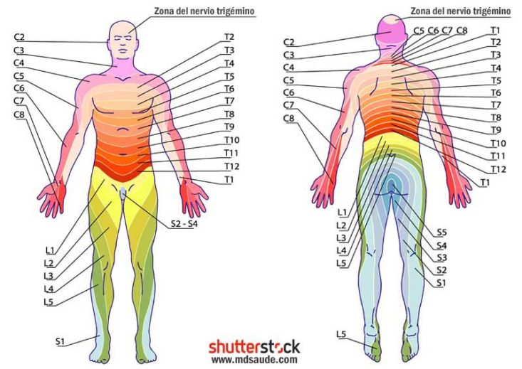Dermatomas