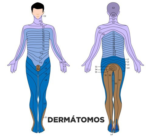 Dermátomos