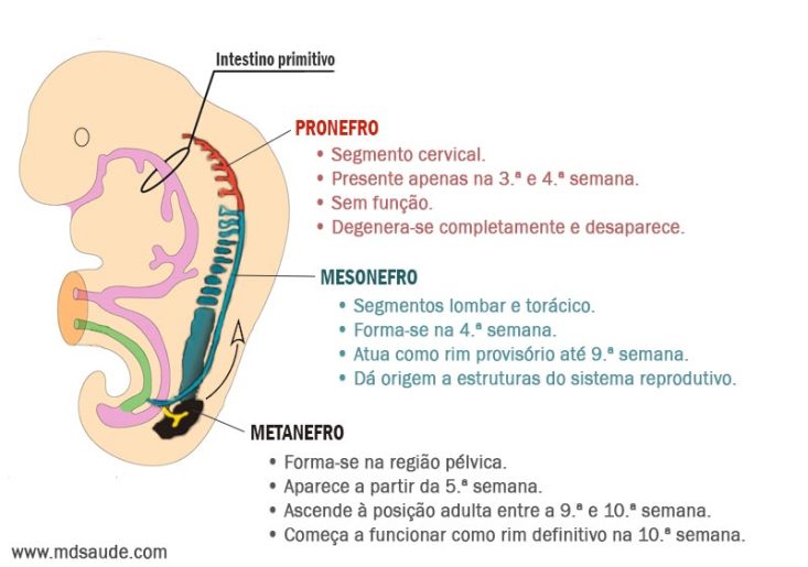 Formação embriológica do sistema urinário (pronefro, mesonefro e metanefro)