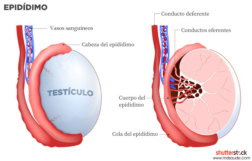 Anatomía del epidídimo