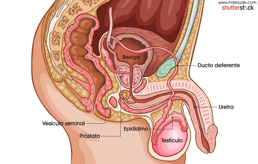 Anatomia geniturinária