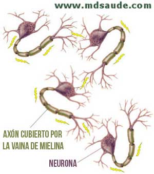 Impulsos eléctricos entre las neuronas