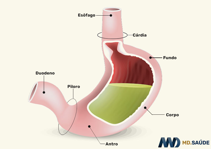 Divisões anatômicas do estômago