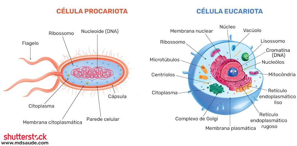 Diferenças entre as células procariotas e eucariotas.