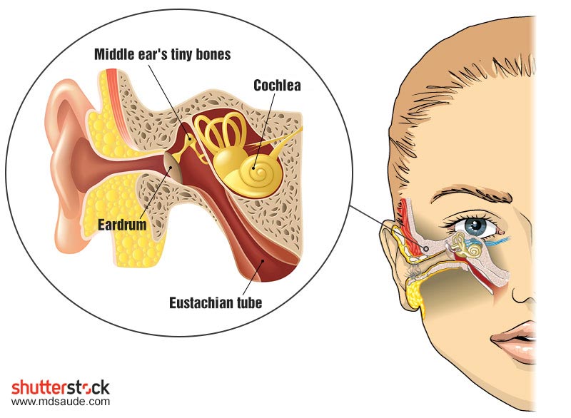 Anatomy of the inner ear