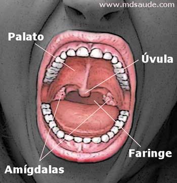 Dor de garganta - Anatomia da orofaringe