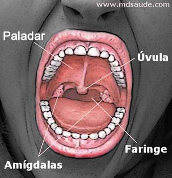 Estructuras de la garganta