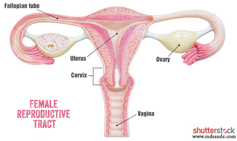 Female reproductive tract