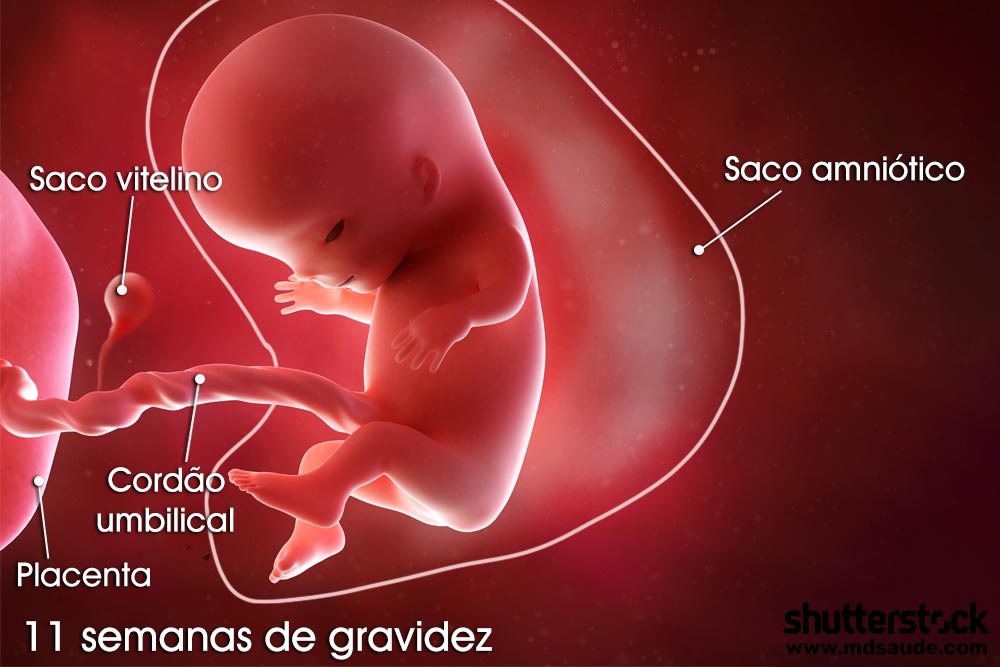 Feto na décima primeira semana de gravidez
