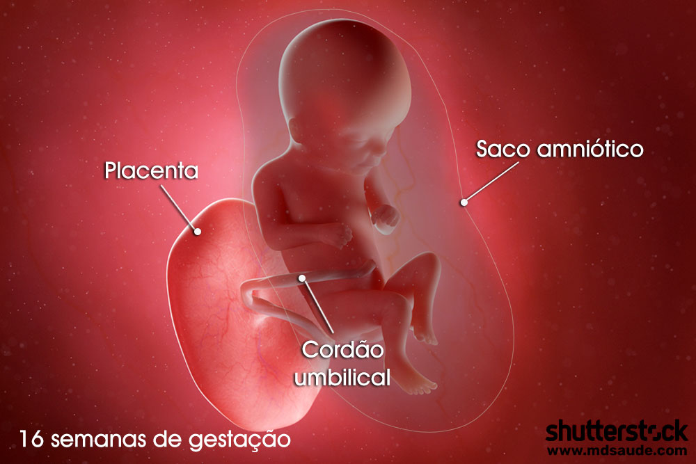Feto na décima sexta semana de gravidez