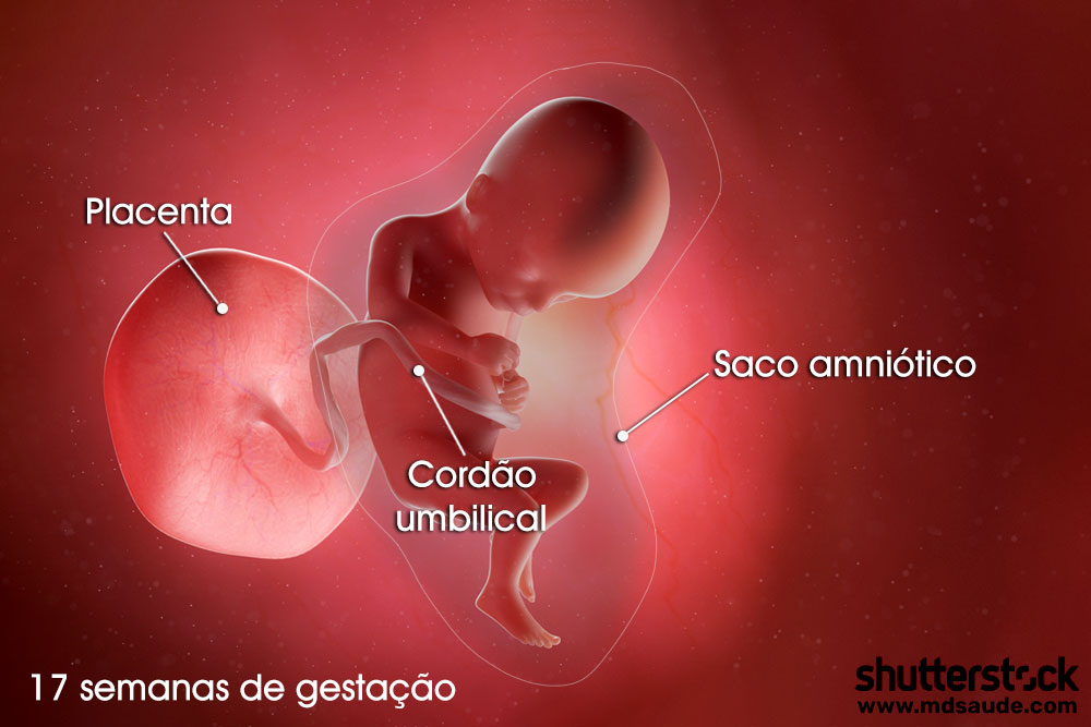 Feto na décima sétima semana de gravidez