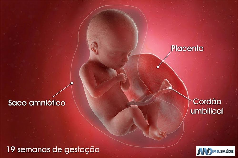 Feto na décima nona semana de gravidez