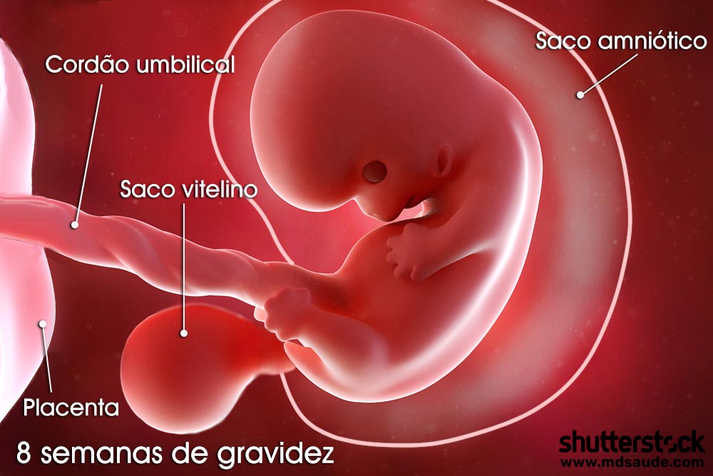 Embrião com 8 semanas de gravidez