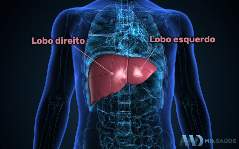 Lobos do fígado