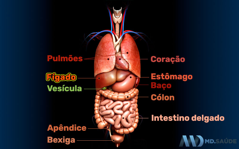 Relação do fígado com outros órgãos