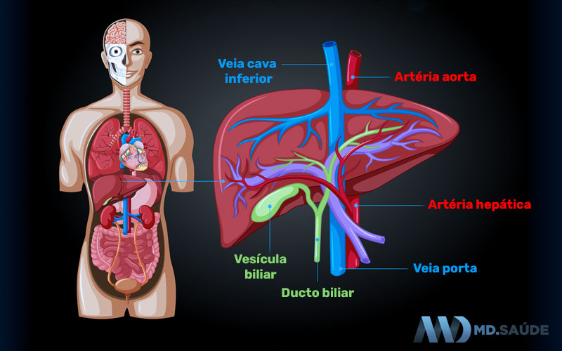Veia porta
