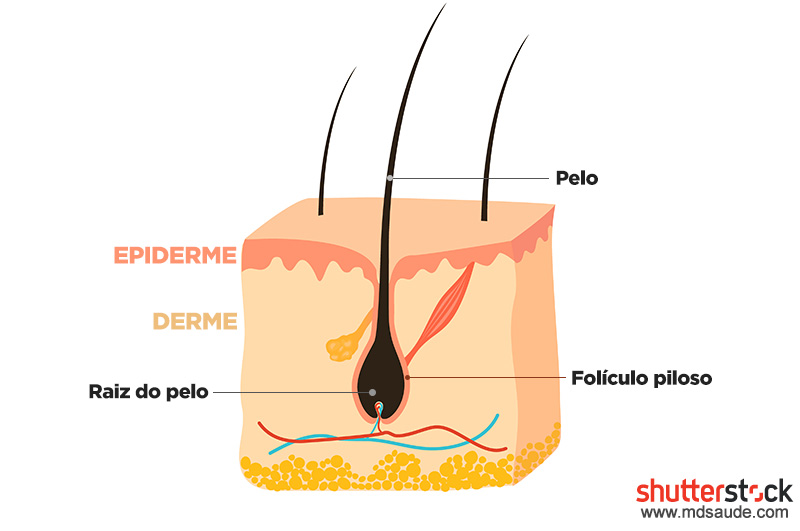 Folículo piloso