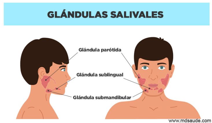 Ubicación de las glándulas salivales