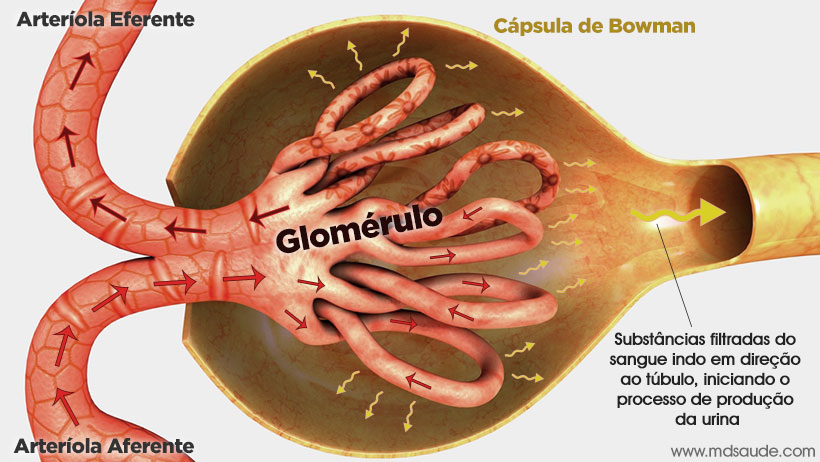 Glomérulo