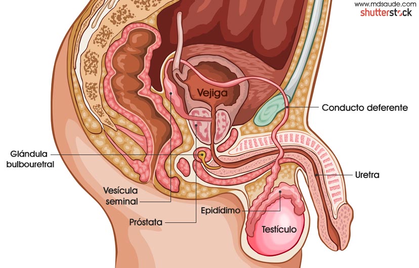 Anatomía del proceso eyaculatorio